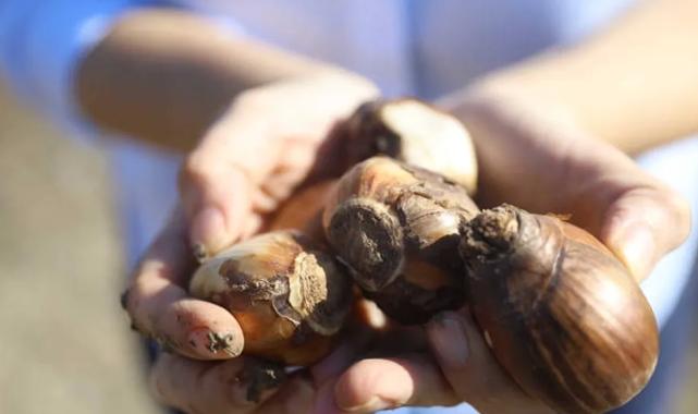 Antalya Büyükşehir’den kadın girişimcilere tarımsal destek