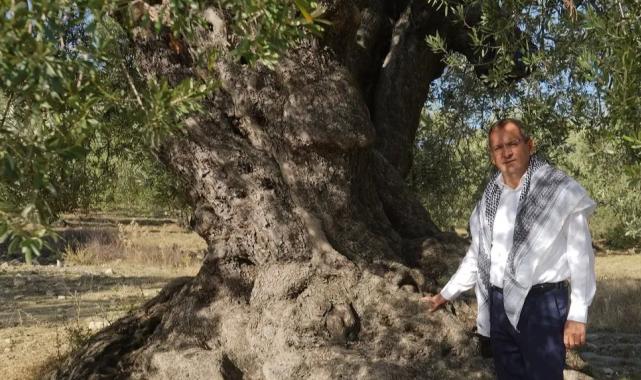 ‘Ayvalık Zeytinyağı’ AB’den tescil bekliyor