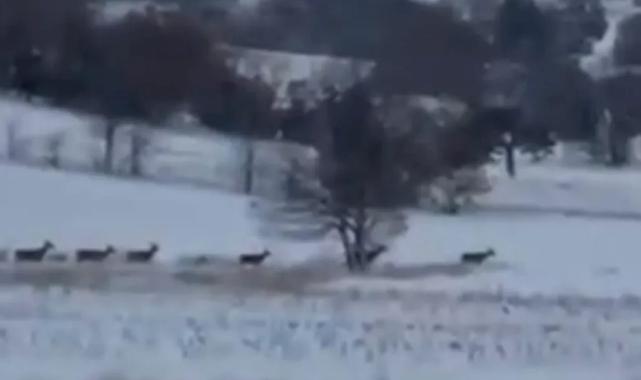 Bilecik Pazaryeri’nde geyik sürüsü görüntülendi