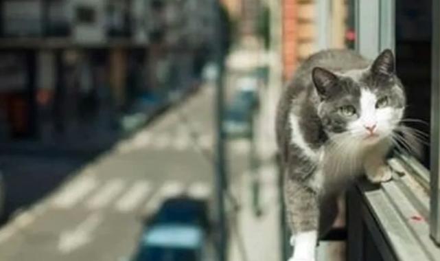 Bursa İtfaiyesi’nden kedi ihbarları farkındalığı