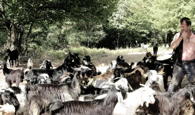 Bursa’da keçi çobanının zorlu yolculuğu