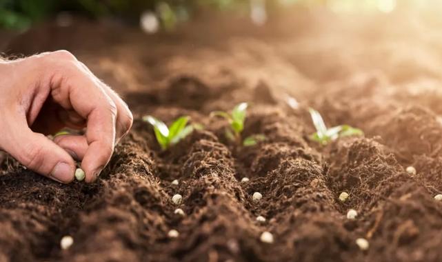 Denizli Büyükşehir’den çiftçilere 50 bin zeytin fidanı