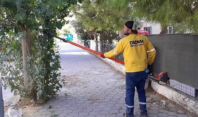 Didim’de Ağaç Budama Çalışmaları Sürüyor