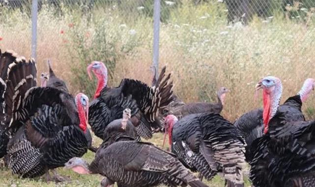 Hindi eti üretimi 9 ayda yüzde 16,7 arttı