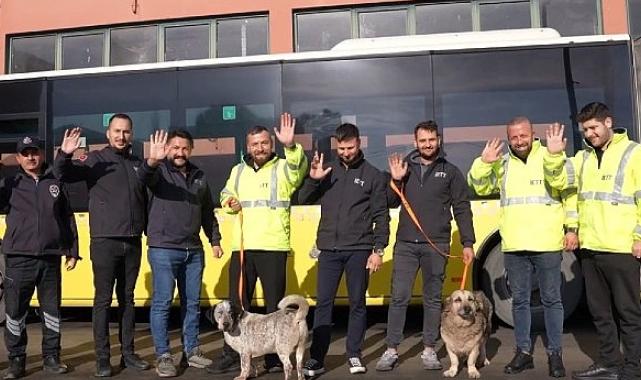 İETT’nin patili dostlar ailesi büyüyor