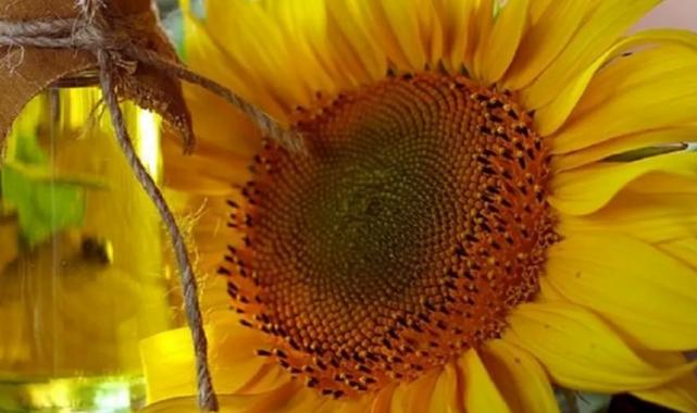 İthalatla üreticiye darbe! Ayçiçeği tohumunda Gümrük Vergisi sıfırlandı