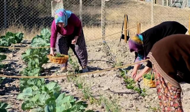İzmir Bornova’da ilk hasat gerçekleşti