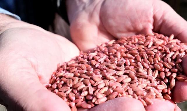 İzmir Bornova’da üreticiye buğday ekimi desteği