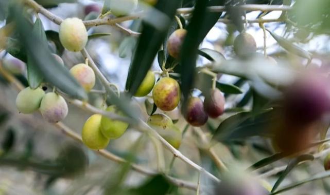 İzmir Bornova’da zeytin üreticilerine lojistik destek
