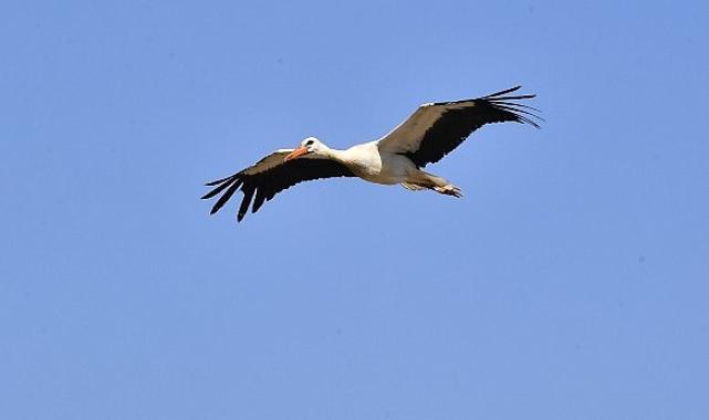 İzmir Doğal Yaşam Parkı yaban hayatın sakinlerine şifa dağıtıyor