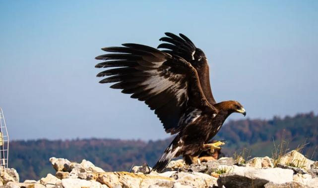 Kaya Kartalı tedavi sonrası Ormanya’dan doğal yaşama salındı