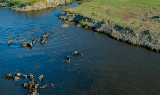 Kayseri Büyükşehir’den manda üreticisine destek