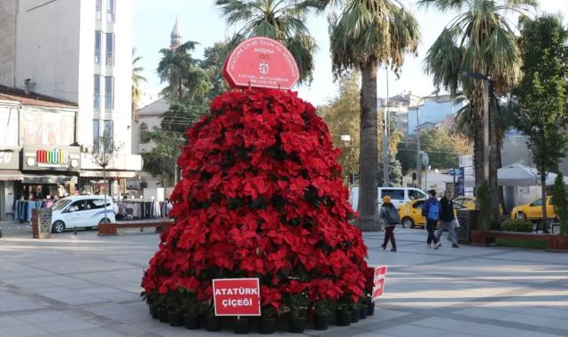 Kocaeli ‘Atatürk Çiçeği’ ile süsleniyor… Atatürk 1086 Atatürk çiçeği ile anılacak