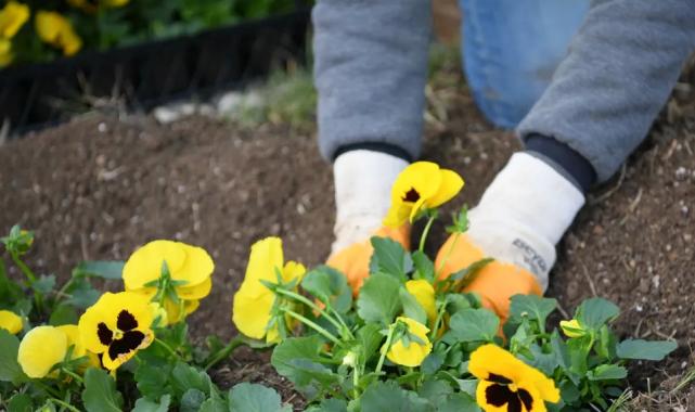 Kocaeli Çayırova’da mevsimlik çiçek ekimi