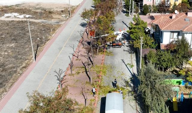 Konya Selçuklu’da ağaçlar budanıyor… Atıklar kompost gübreye dönüştürülüyor