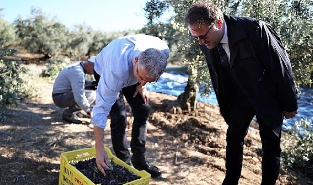 Mudanya Belediyesi zeytin üreticisinin yanında