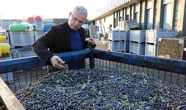 Mudanya Belediyesi Zeytinde Kendi Markasını Yaratacak