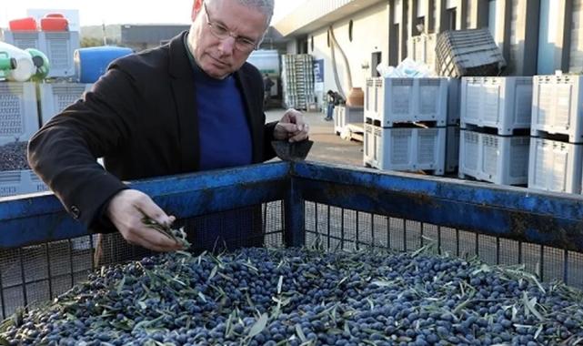 Mudanya’da belediye parklarındaki zeytinler yağa dönüştürülüyor