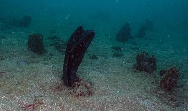 Prof. Dr. Sarı uyardı: Müsilaj İzmit Körfezi’ne yaklaştı!