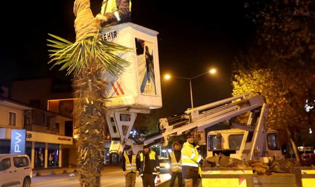 Sakarya’da palmiyelere dondurucu soğuklara karşı özel önlem