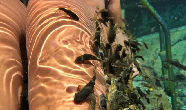 Sedef hastalığına ‘balıklar’ şifa oluyor