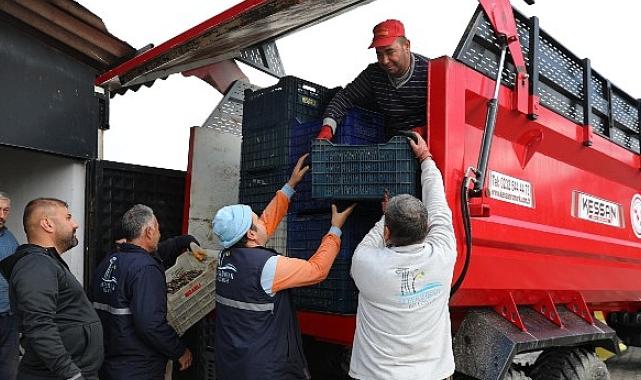 Seferihisar’da Zeytinyağı Sezonu Açıldı
