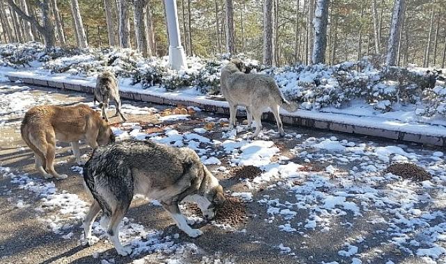 Soğuk kış günlerinde can dostlar unutulmadı