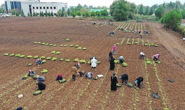 TABİP öğrencilere anlatıldı; 5 milyon fide toprakla buluşturuldu