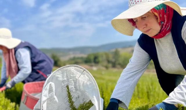 TABİP’te sezonun hasadı tamamlandı