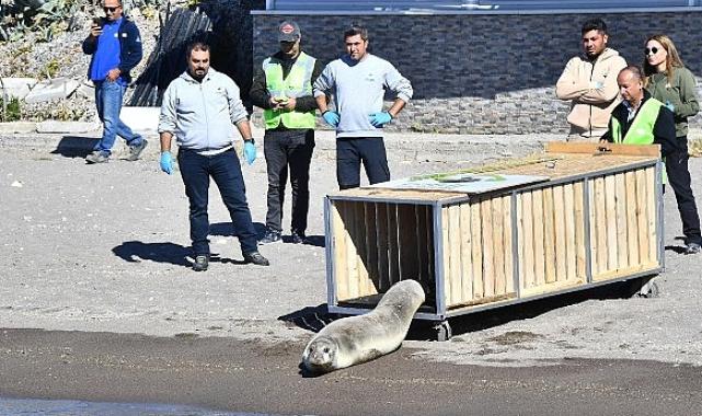 Tedavisi tamamlanan Akdeniz foku mavi sularla buluştu