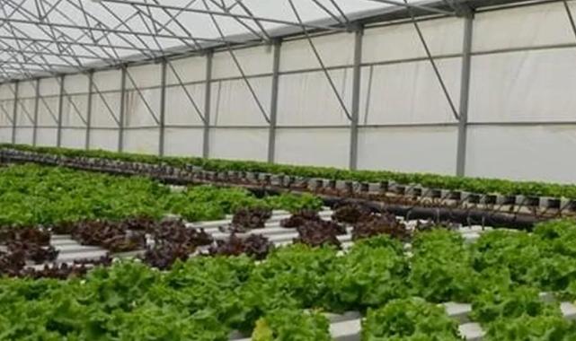 Türkiye’de topraksız tarım pazarı büyüyor