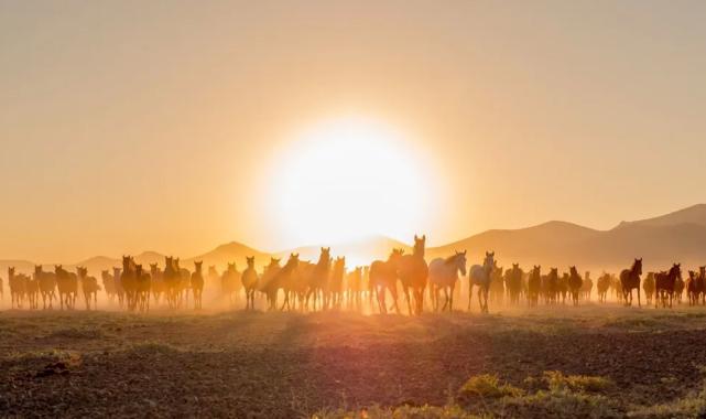 Ürgüp At Festivali başlıyor