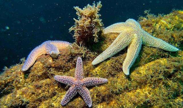 Yapay Resifler bir yılda 33 farklı deniz canlısına yuva oldu