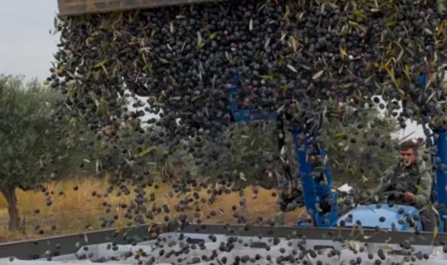 Zeytin hasadı başladı