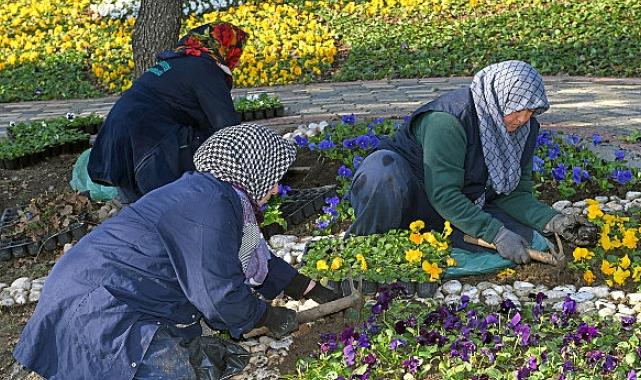 300 bin kış çiçeği toprakla buluşuyor