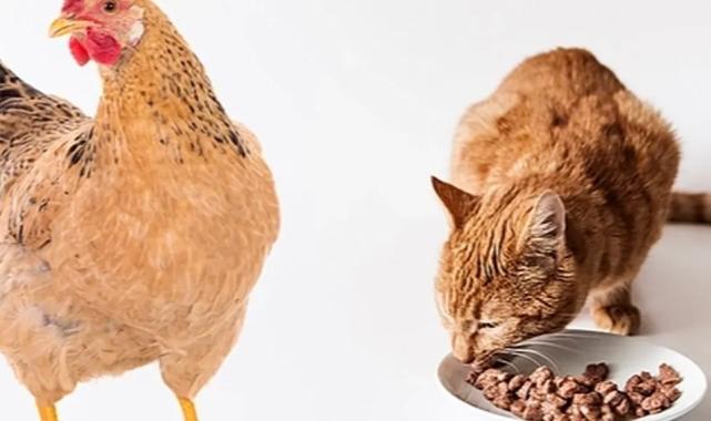 ABD’de kuş gribi salgını yayılıyor!