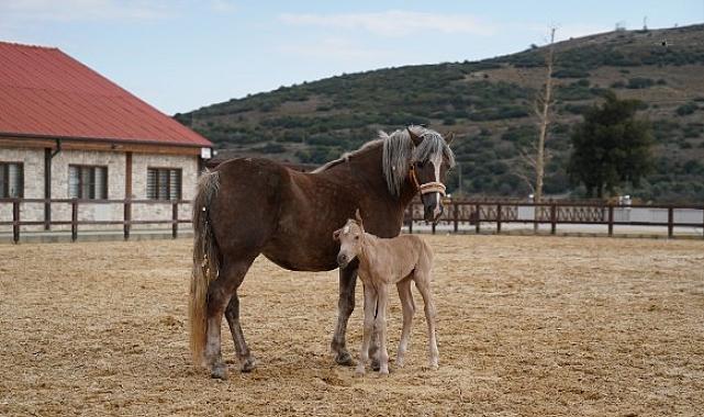 Alia Park’ın İlk Tayı Dünyaya Geldi