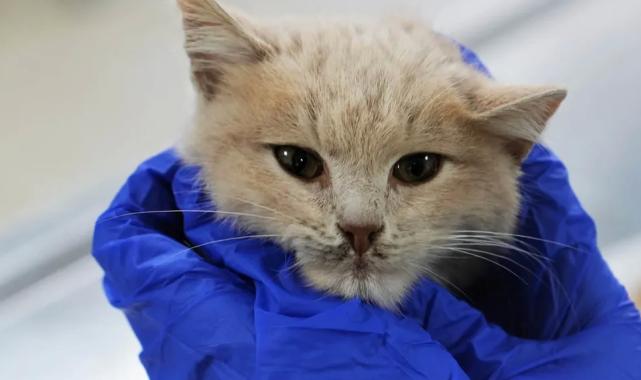 Ankara’da can dostlar sıcak yuvalarına kavuştu