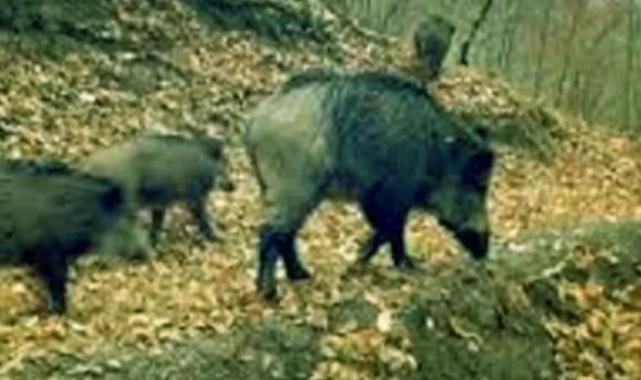 Artvin’de kaçak avcılara para cezası!