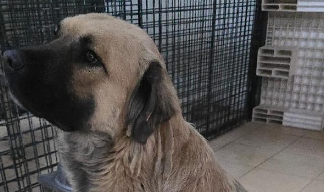 Balçova Belediyesi Can dostlarımız sahiplendirildi, durumları iyi