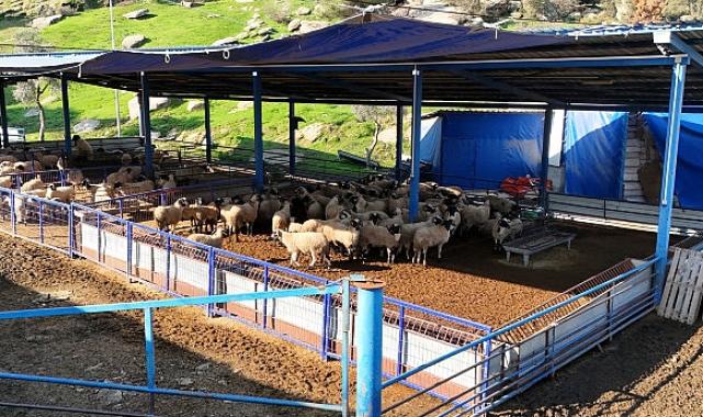 Başkan Çerçioğlu’nun aile tipi koyunculuk projesi her geçen gün büyüyor