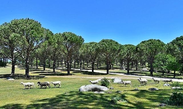Bergama Belediyesi Zeytin ve Fıstıkta Markalaşma Yolunda