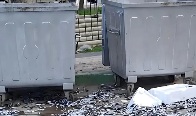 Bursa Gemlik’te şehir barbarı bozuk balıkları yola döktü