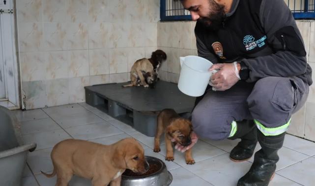 Bursa Nilüfer’deki sahipsiz canlar sıcak yuvalarını bekliyor
