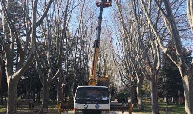 Bursa’da çınar ağaçlarına kış bakımı