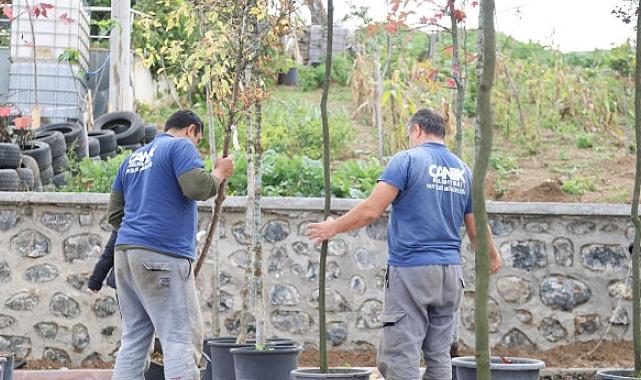Canik’te 33 bin 668 Ağaç Kurtarıldı