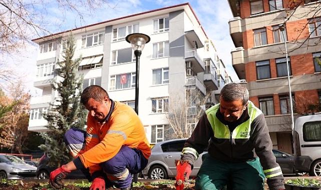 Çankaya parkları çiçek açıyor