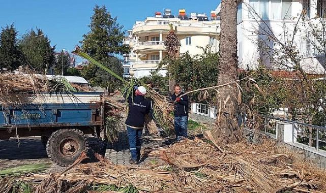 Didim Belediyesi ilçedeki ağaçların kış bakımlarını gerçekleştiriyor