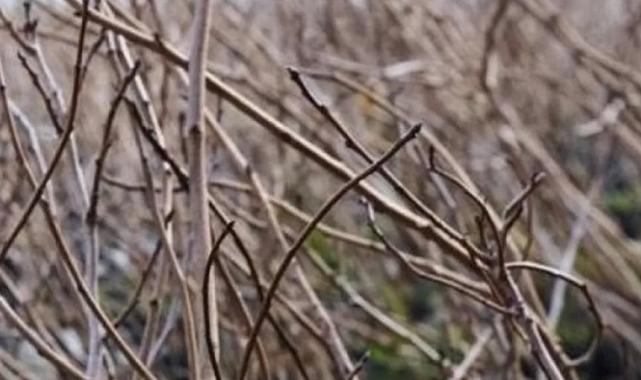 Diyarbakırlı çiftçilere 200 bin meyve fidanı desteği