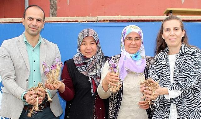 Elmalı’da safran soğanı dağıtımı yapıldı